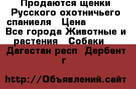 Продаются щенки Русского охотничьего спаниеля › Цена ­ 25 000 - Все города Животные и растения » Собаки   . Дагестан респ.,Дербент г.